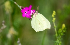 Gamta – drugelis / Nature – butterfly