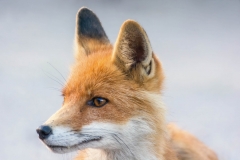 Gamta – lapė / Nature – fox