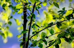 Gamta – medis / Nature – tree