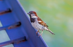 Gamta – paukštis / Nature – bird