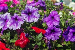 Gėlės Odakoje. Savanoriai sodina ir rūpinasi spalvingomis gėlėmis Odakos pakelėse / Flowers in Odaka. Volunteers planting and taking care of colourful flowers on roadside of Odaka
