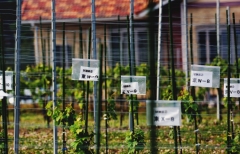 Vynuogynas Tomioka-Town apskrityje / Vineyard in Tomioka-Town area
