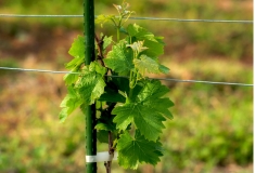 Vynuogynas Tomioka-Town rajone. Čia dėmesys skiriamas vyno gamybos potencialui tapti nauja, išlaikancia ekologinę pusiausvyrą žemės ūkio pramone / Vineyard in Tomioka-Town focuses on the potential of wine production to become a new sustainable agricultural industry
