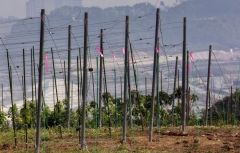 Vynuogynas netoli Tomioka-Town / Vineyard in Tomioka-Town area