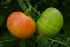 Pomidorai „Tomato Land Iwaki“ ūkio šiltnamyje / Tomatos at greenhouse at the Tomato Land Iwaki farming practice