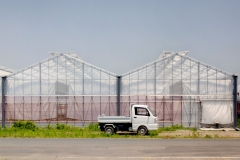 Gėlės Namie mieste: šiltnamiai / Flowers in Namie town: greenhouses