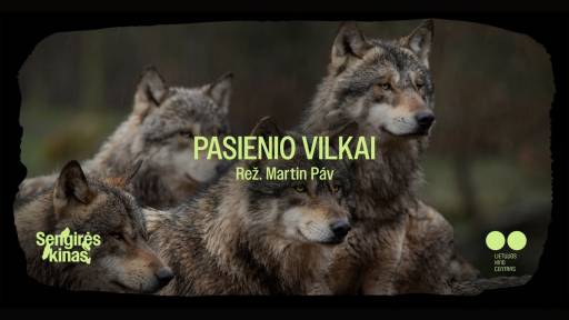 Pasienio vilkai web