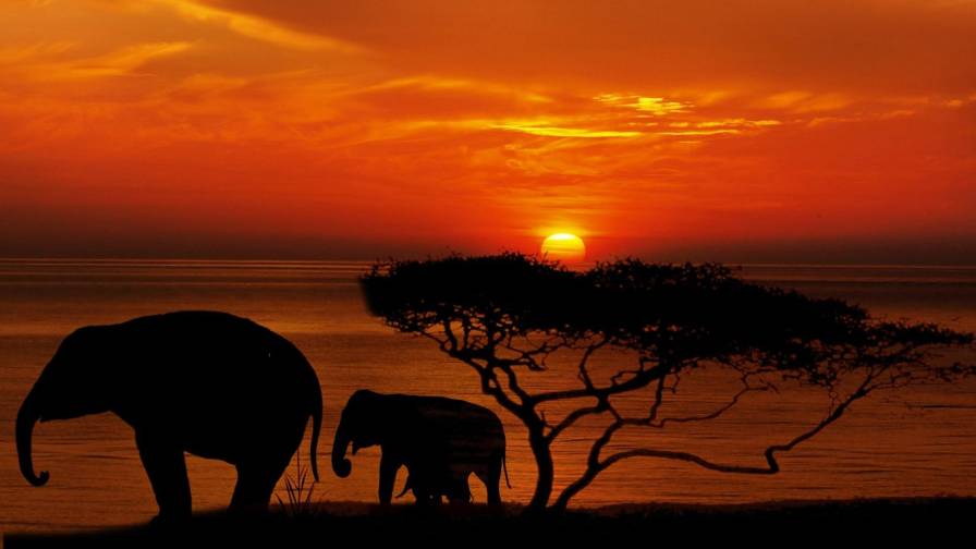 Afrika