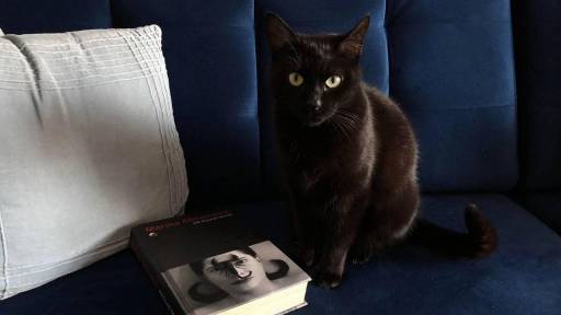 Maja. the evil cat