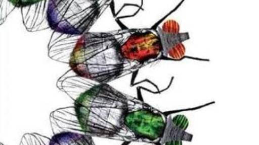 muse